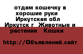 отдам кошечку в хорошие руки. - Иркутская обл., Иркутск г. Животные и растения » Кошки   